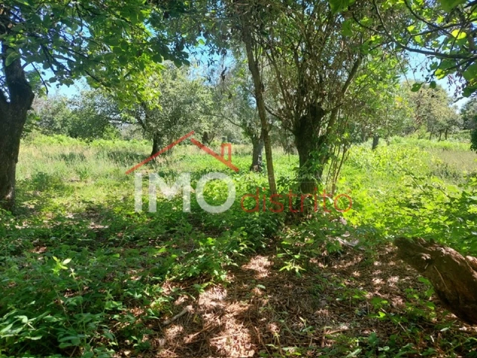 Quinta T3 para Venda em Ribeira de Nisa e Carreiras Foto 16