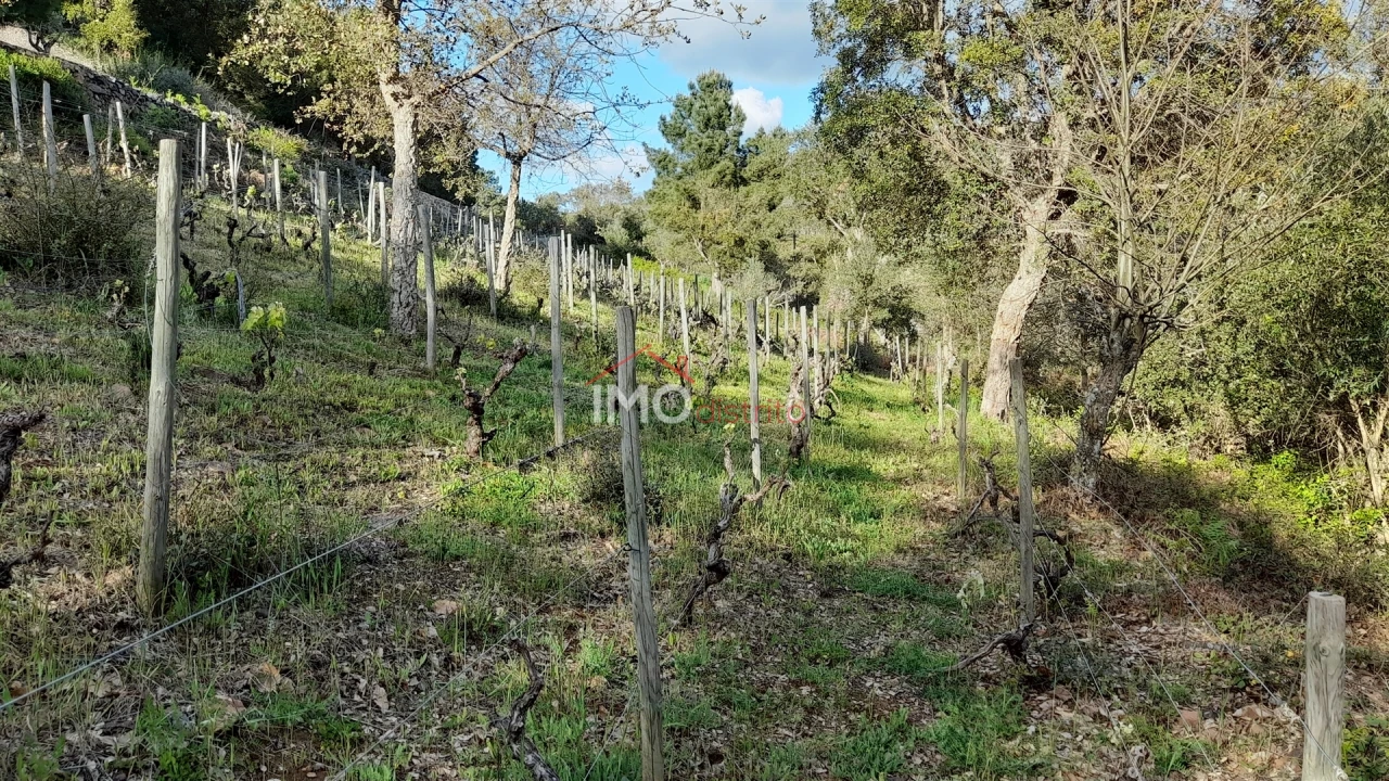 Terreno Agricola ou Rústico para Venda em São Salvador da Aramenha Foto 1