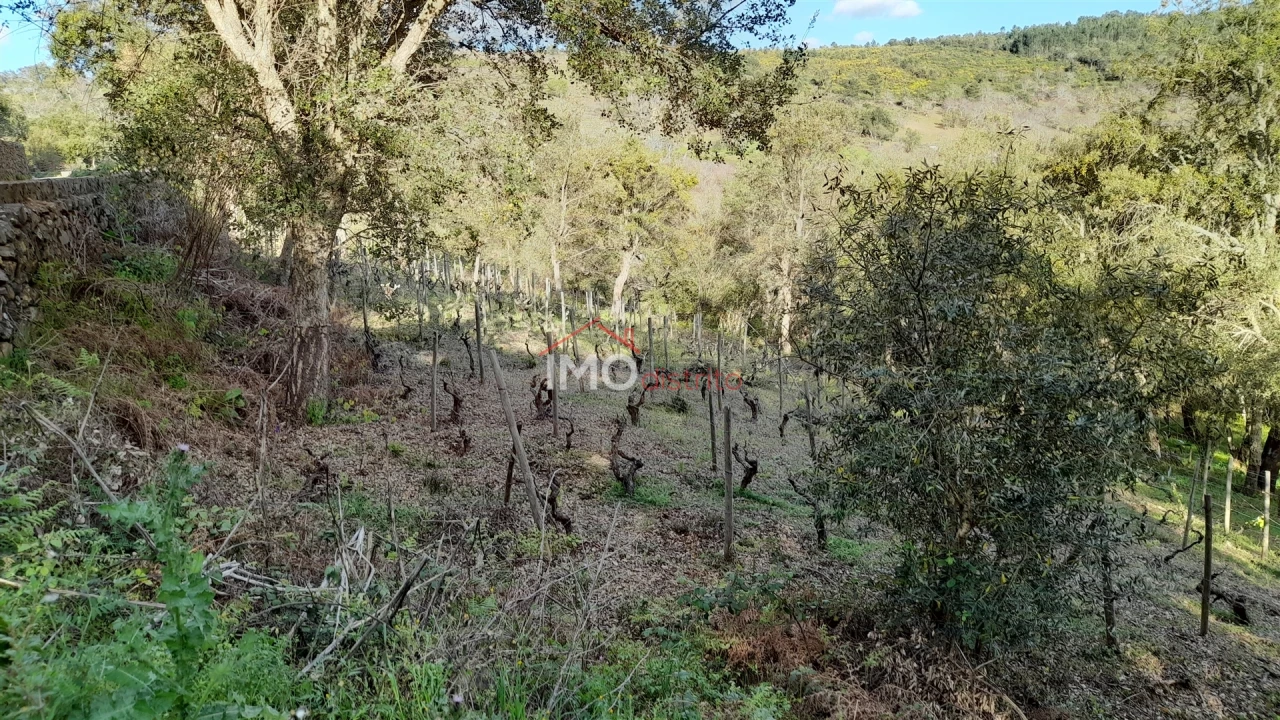 Terreno Agricola ou Rústico para Venda em São Salvador da Aramenha Foto 3