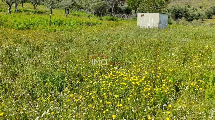 Terreno Agricola ou Rústico para Venda em São Salvador da Aramenha Foto 4