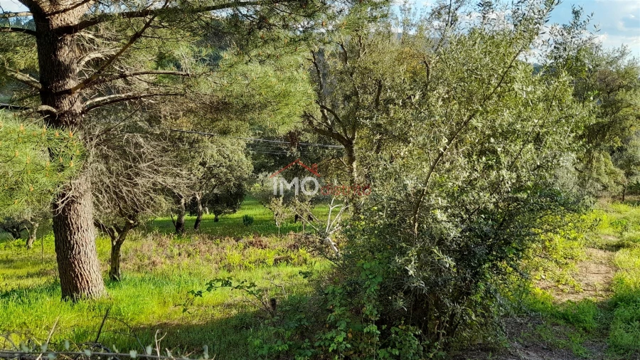 Terreno Agricola ou Rústico para Venda em São Salvador da Aramenha Foto 6