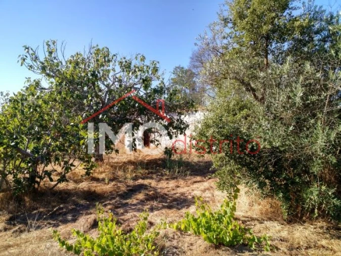 Terreno Agricola ou Rústico para Venda em Espírito Santo, Nossa Senhora da Graça e São Simão Foto 9