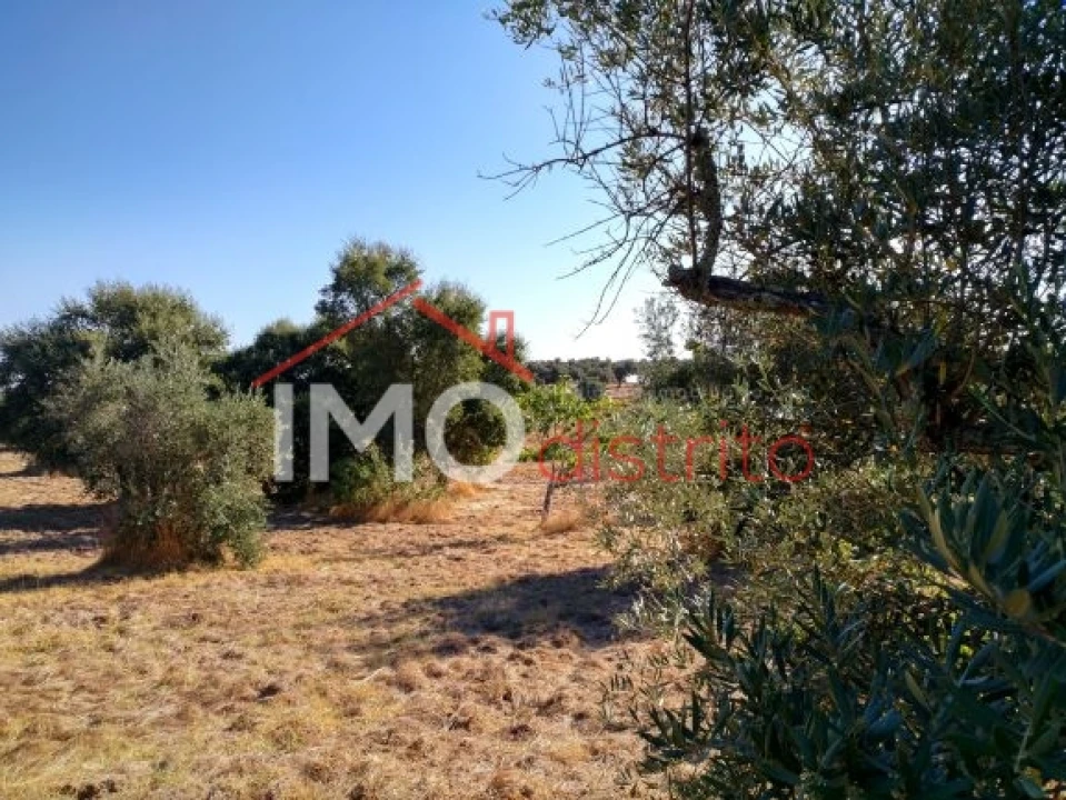 Terreno Agricola ou Rústico para Venda em Espírito Santo, Nossa Senhora da Graça e São Simão Foto 13
