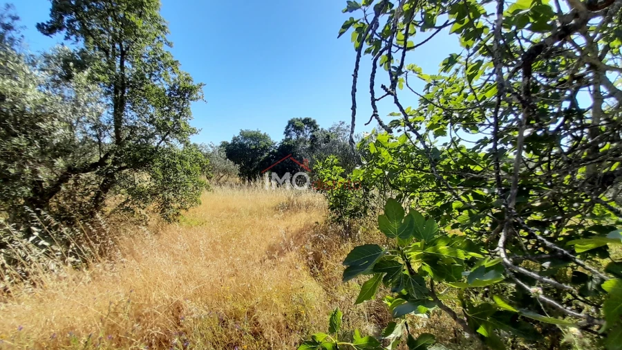 Terreno Agricola ou Rústico para Venda em Espírito Santo, Nossa Senhora da Graça e São Simão
