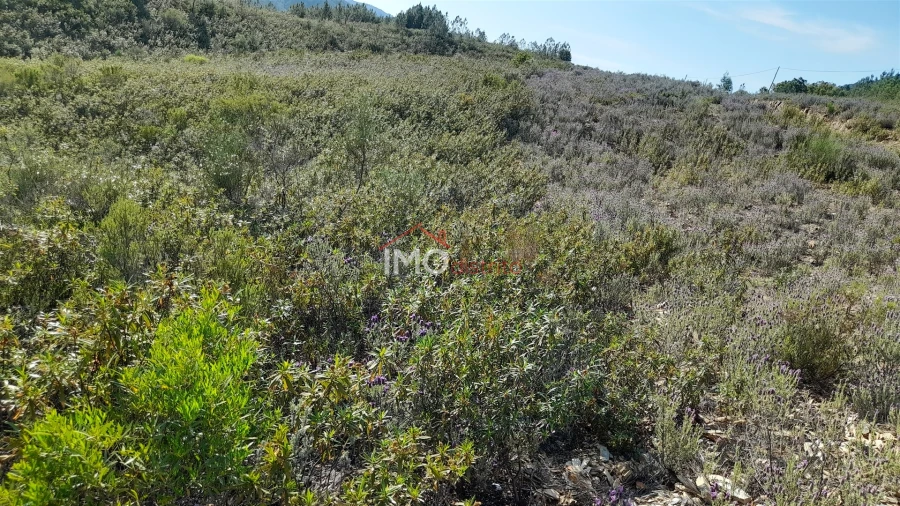 Terreno Agricola ou Rústico para Venda em Reguengo e São Julião Foto 5