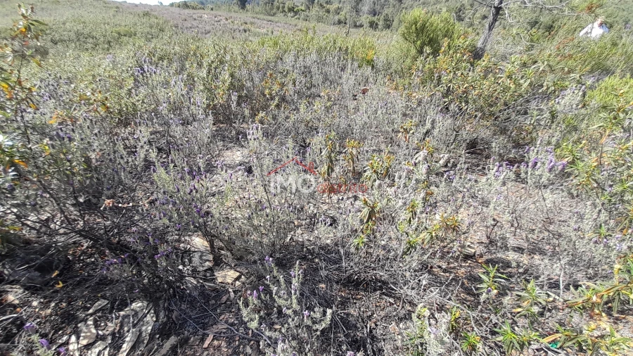 Terreno Agricola ou Rústico para Venda em Reguengo e São Julião Foto 7