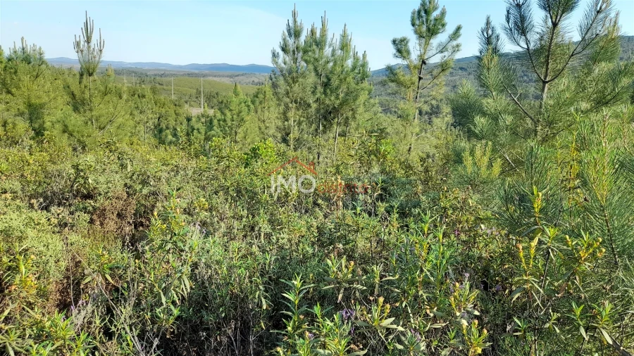 Terreno Agricola ou Rústico para Venda em Reguengo e São Julião Foto 10