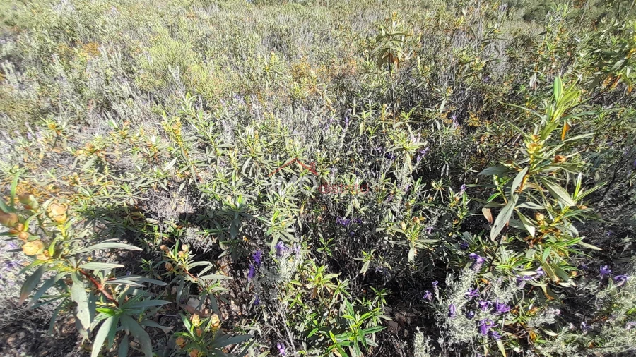 Terreno Agricola ou Rústico para Venda em Reguengo e São Julião Foto 6