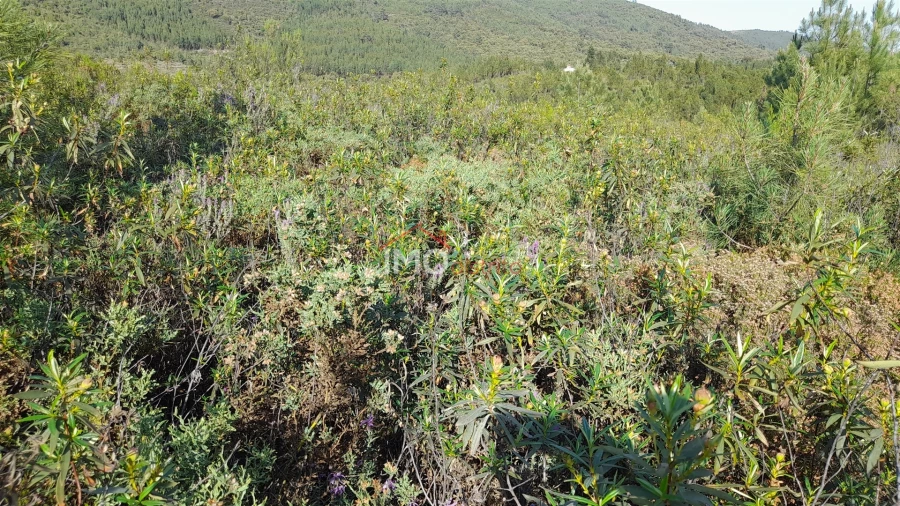 Terreno Agricola ou Rústico para Venda em Reguengo e São Julião Foto 9