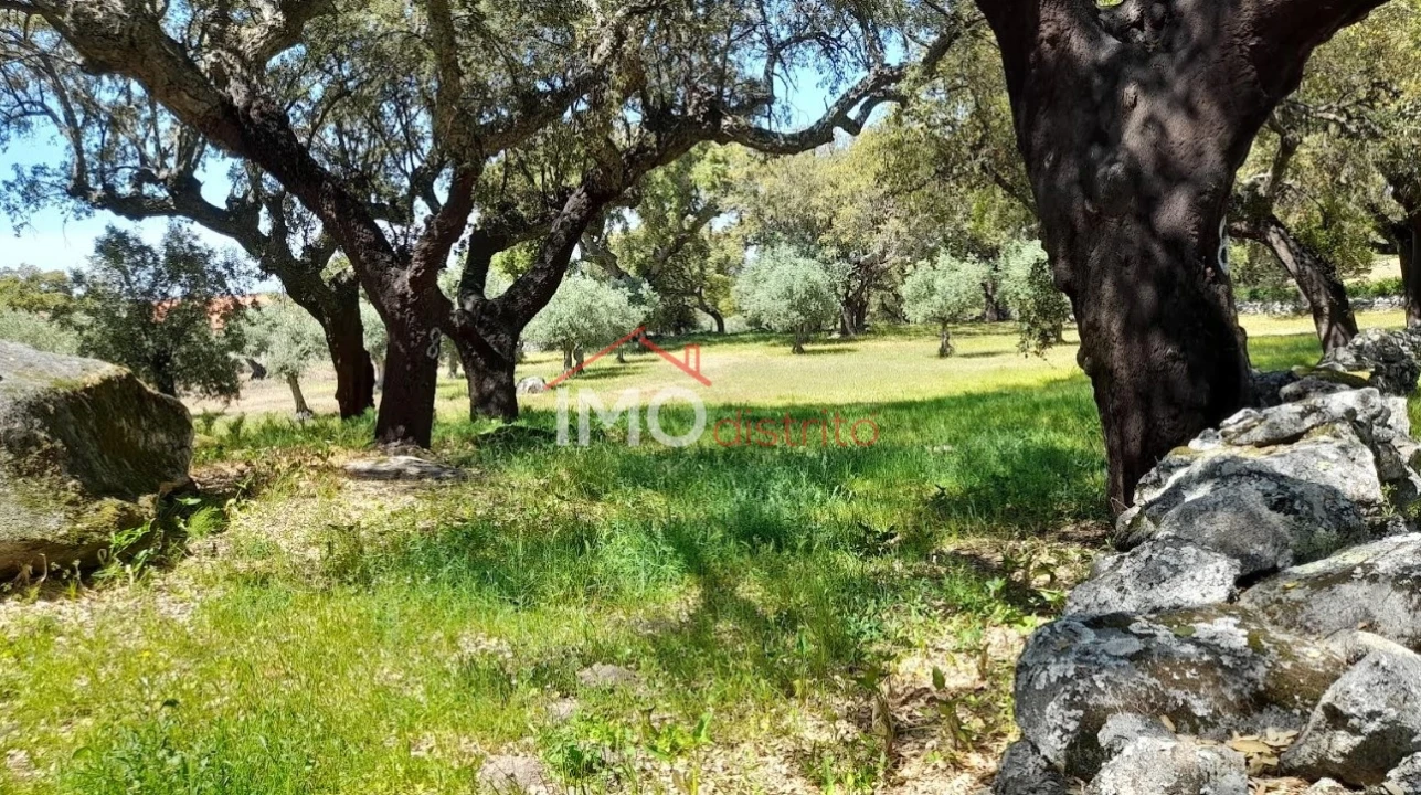 Terreno Agricola ou Rústico para Venda em Beirã Foto 22