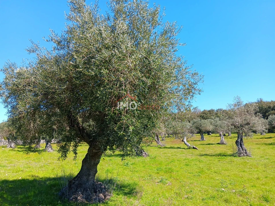 Terreno Agricola ou Rústico para Venda em Beirã Foto 7