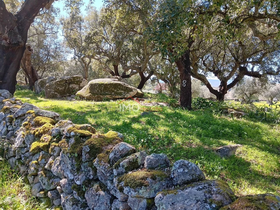 Terreno Agricola ou Rústico para Venda em Beirã Foto 15