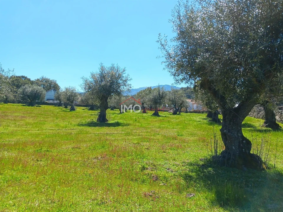 Terreno Agricola ou Rústico para Venda em Beirã Foto 11