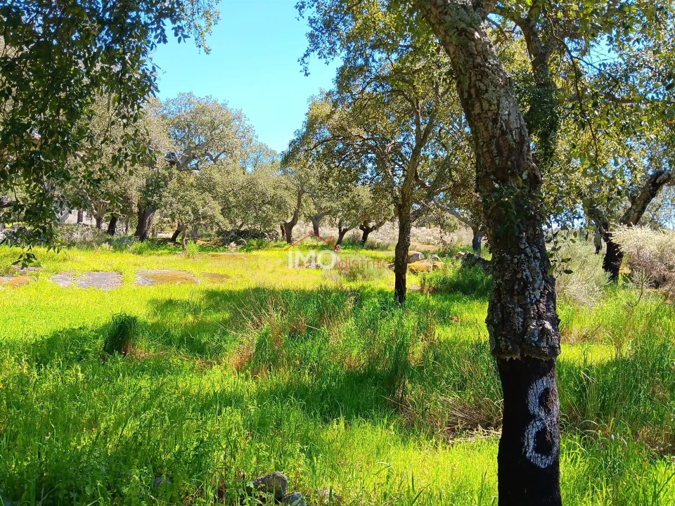 Terreno Agricola ou Rústico para Venda em Beirã Foto 3