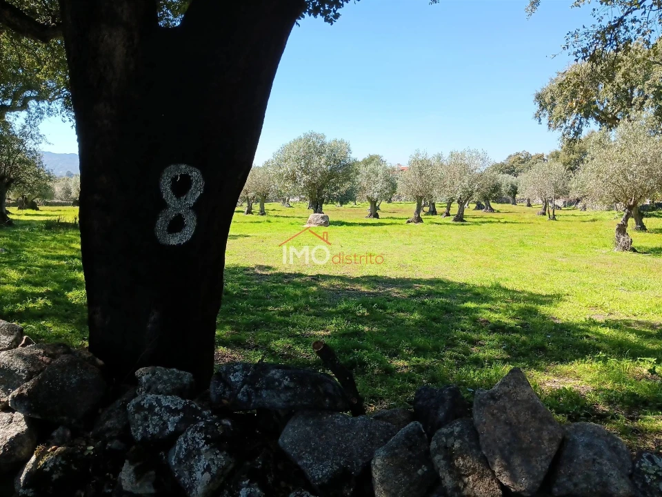 Terreno Agricola ou Rústico para Venda em Beirã Foto 5