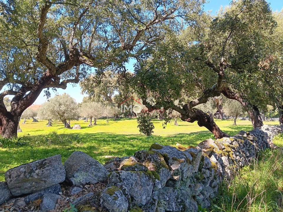 Terreno Agricola ou Rústico para Venda em Beirã Foto 8