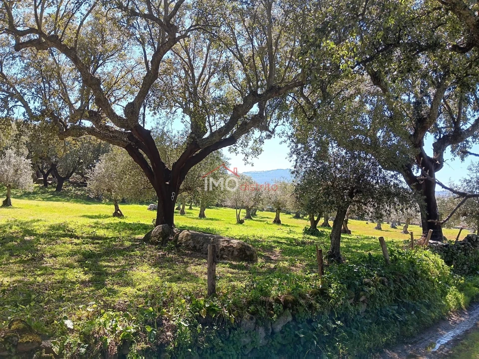 Terreno Agricola ou Rústico para Venda em Beirã Foto 4