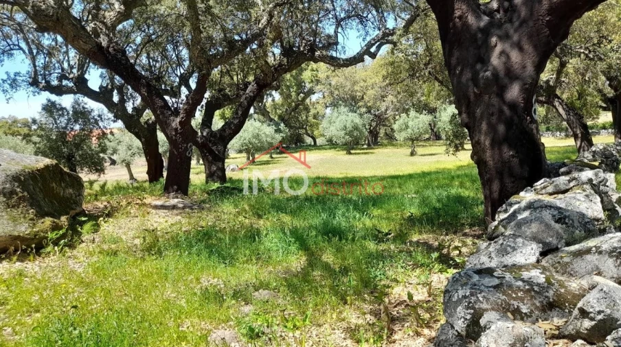 Terreno Agricola ou Rústico para Venda em Beirã Foto 22