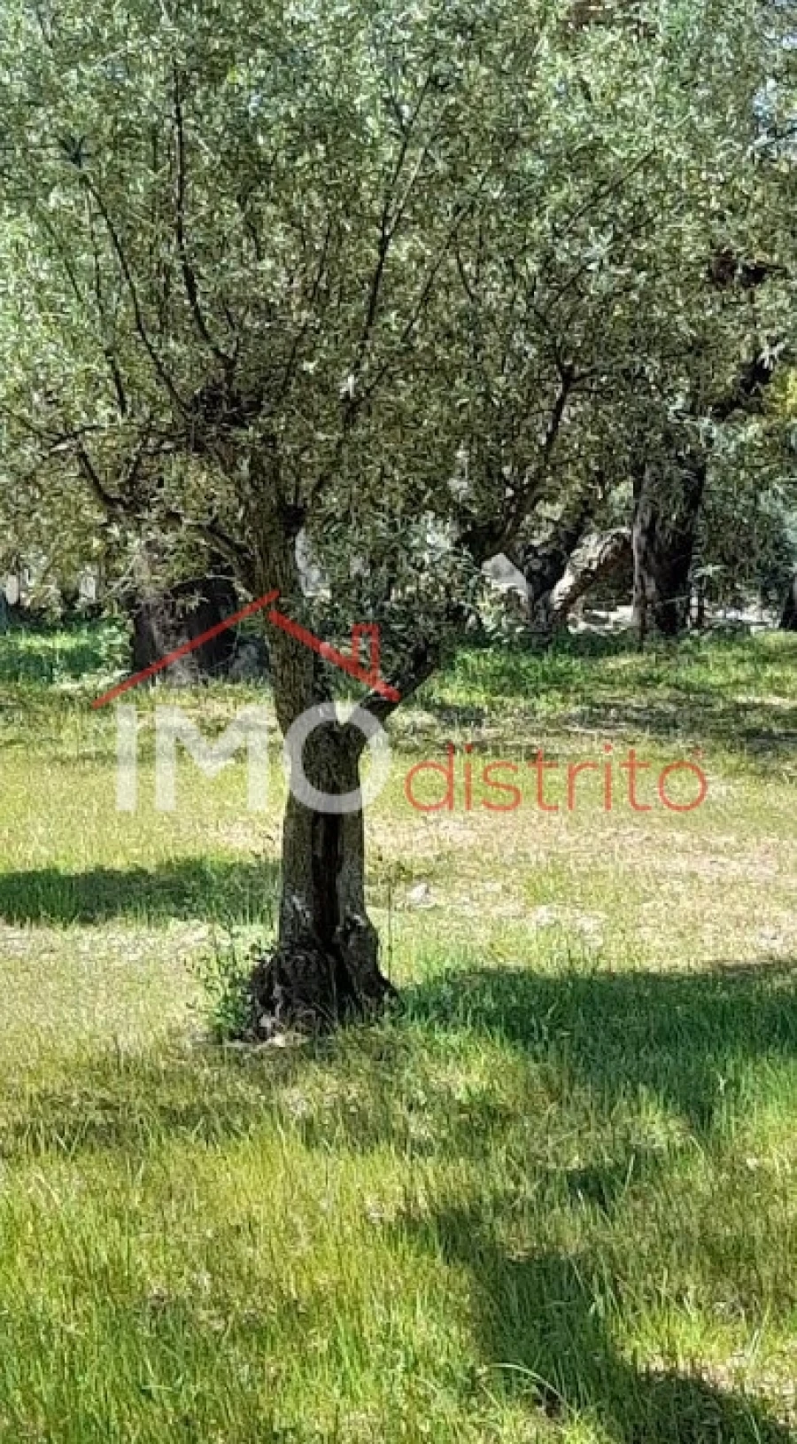 Terreno Agricola ou Rústico para Venda em Beirã Foto 20