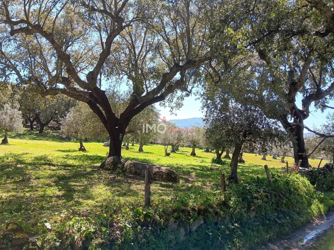Terreno Agricola ou Rústico para Venda em Beirã Foto 4