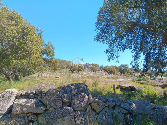 Terreno Agricola ou Rústico para Venda em Beirã Foto 12