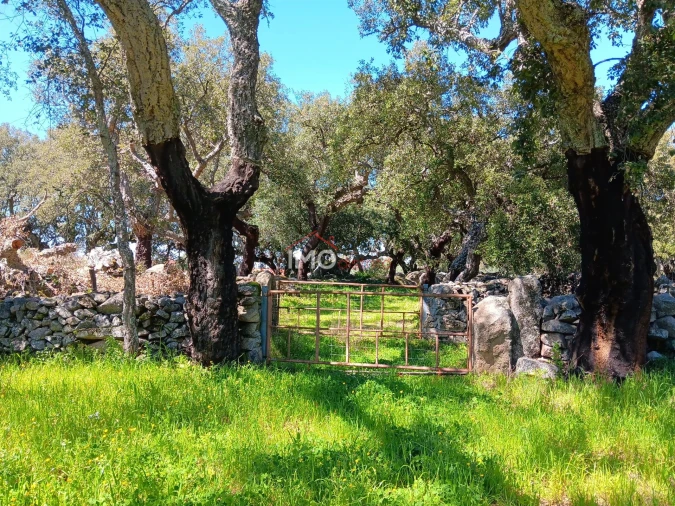 Terreno Agricola ou Rústico para Venda em Beirã Foto 18
