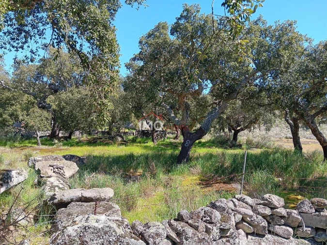 Terreno Agricola ou Rústico para Venda em Beirã Foto 10