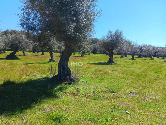 Terreno Agricola ou Rústico para Venda em Beirã Foto 6