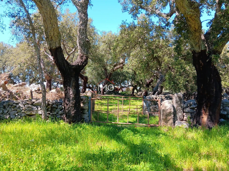 Terreno Agricola ou Rústico para Venda em Beirã Foto 18