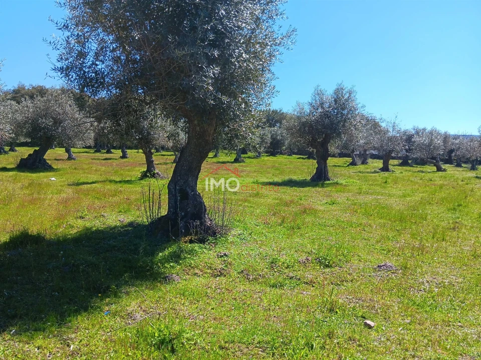 Terreno Agricola ou Rústico para Venda em Beirã Foto 6