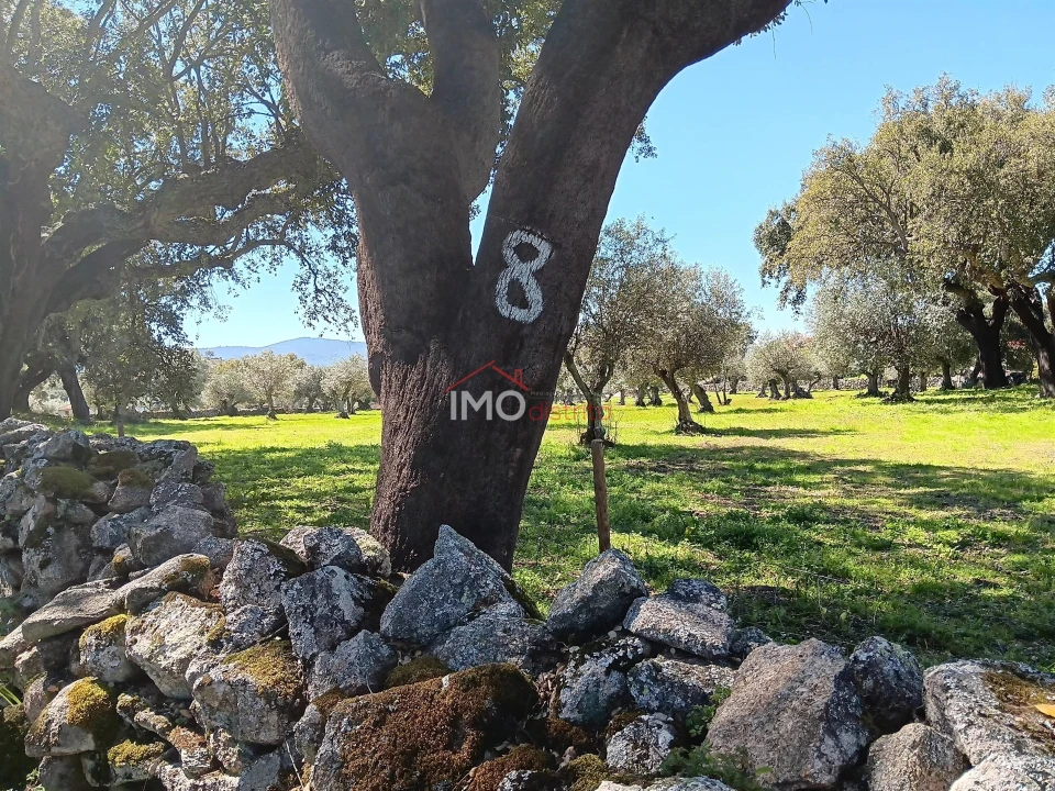 Terreno Agricola ou Rústico para Venda em Beirã Foto 9