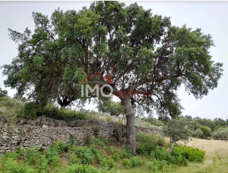 Quinta T3 para Venda em Santo Antonio das Areias Foto 32
