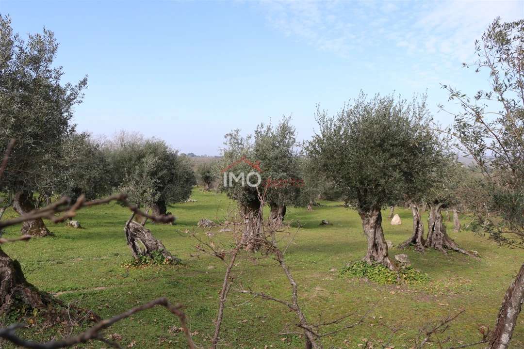 Terreno Agricola ou Rústico para Venda em Santa Maria da Devesa Foto 9