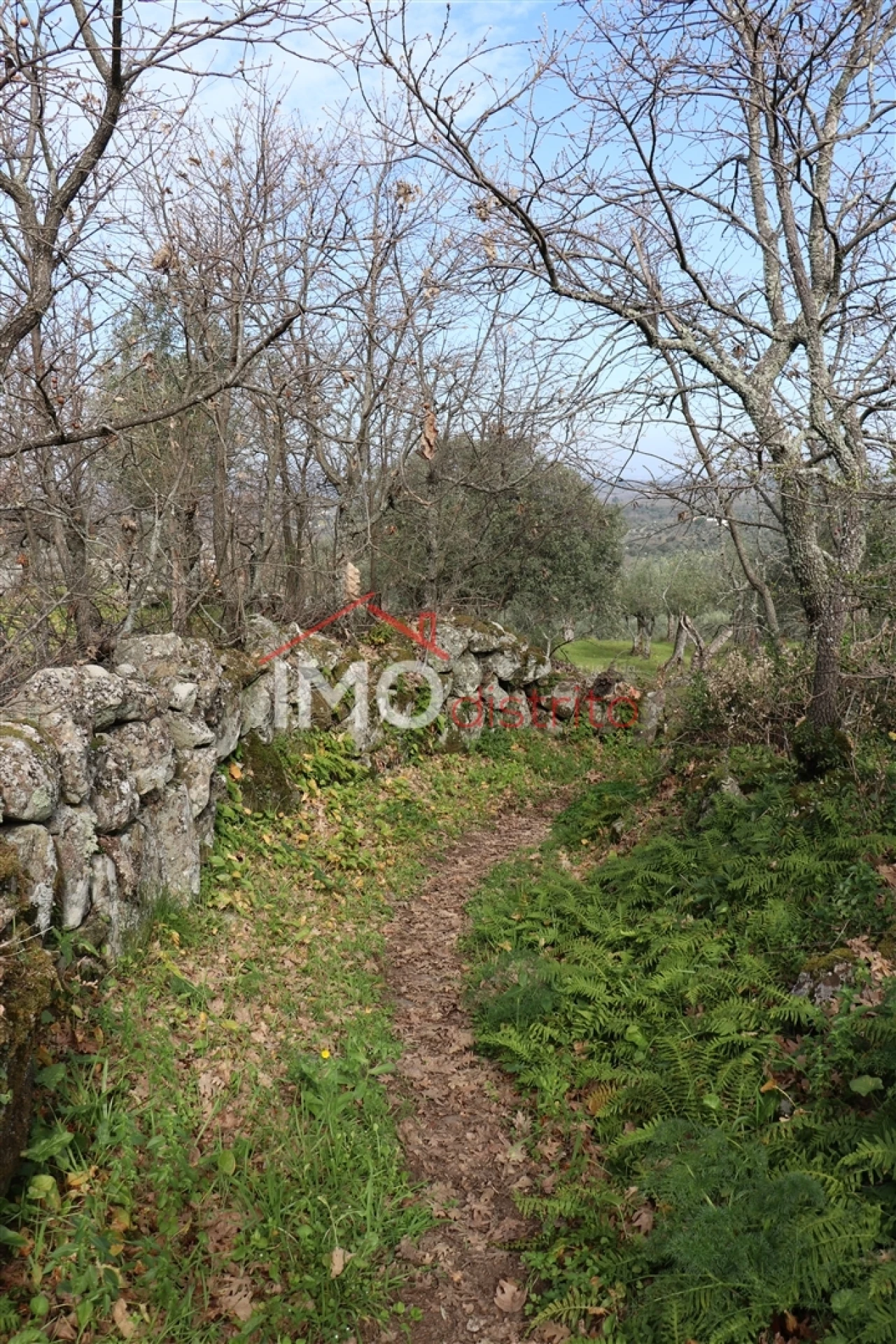 Terreno Agricola ou Rústico para Venda em Santa Maria da Devesa Foto 10
