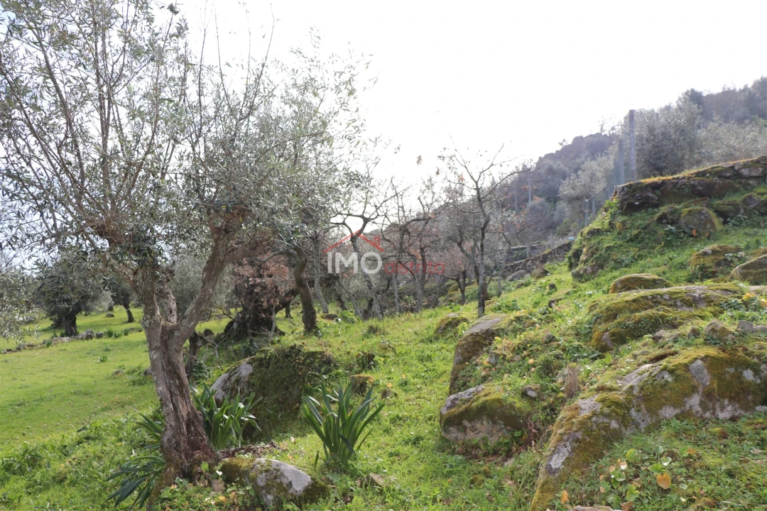 Terreno Agricola ou Rústico para Venda em Santa Maria da Devesa Foto 6