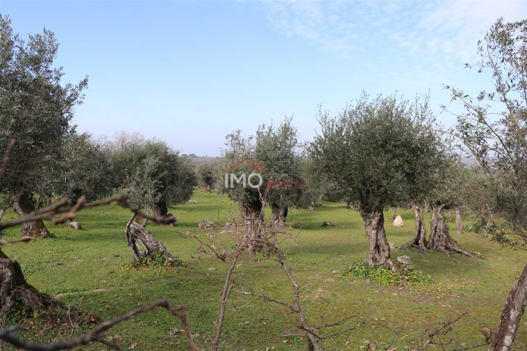 Terreno Agricola ou Rústico para Venda em Santa Maria da Devesa Foto 9