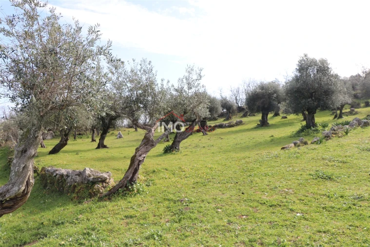 Terreno Agricola ou Rústico para Venda em Santa Maria da Devesa Foto 2