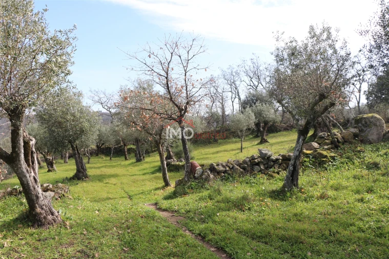Terreno Agricola ou Rústico para Venda em Santa Maria da Devesa Foto 4