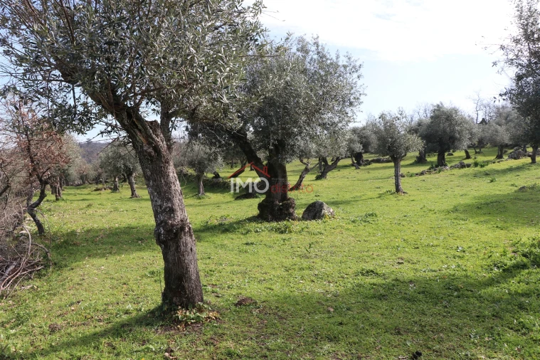 Terreno Agricola ou Rústico para Venda em Santa Maria da Devesa