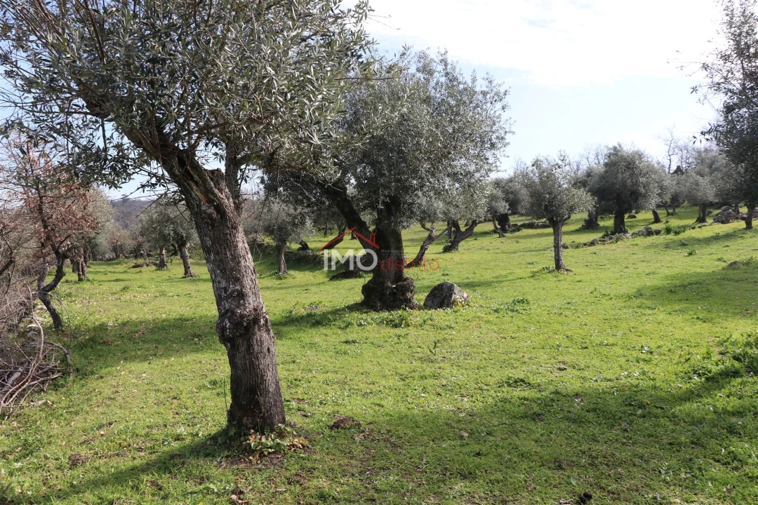 Terreno Agricola ou Rústico para Venda em Santa Maria da Devesa Foto 1