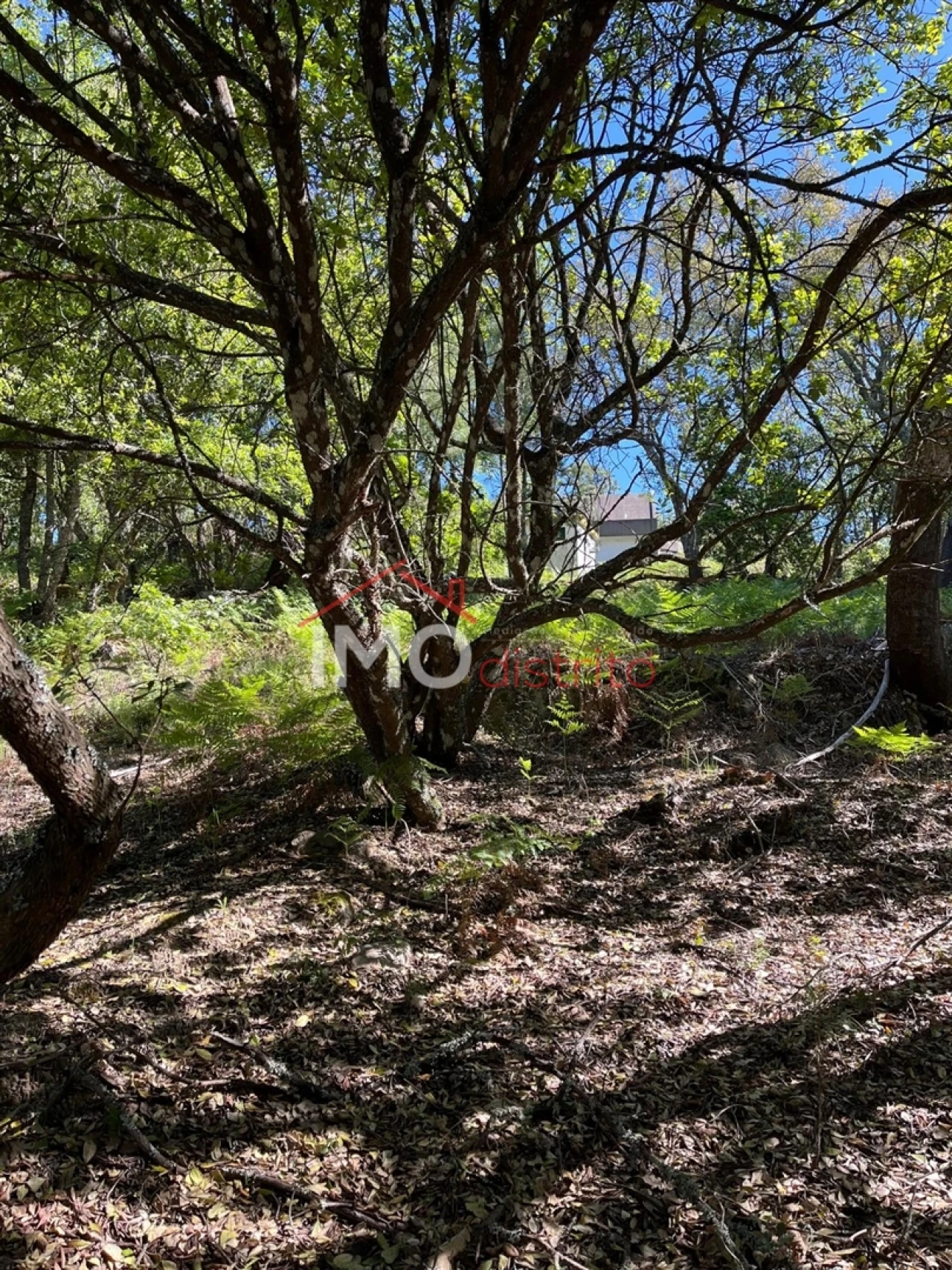 Quinta T3 para Venda em Reguengo e São Julião Foto 9