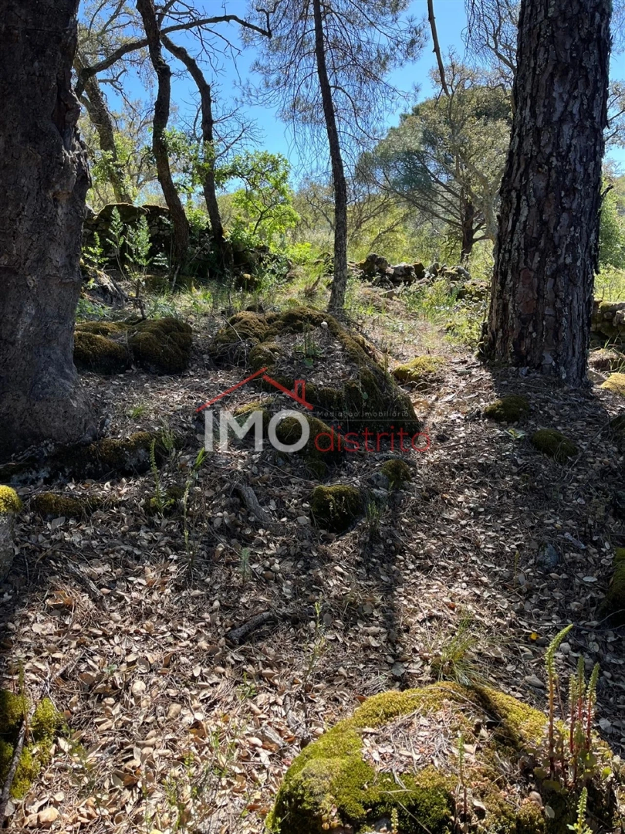 Quinta T3 para Venda em Reguengo e São Julião Foto 7