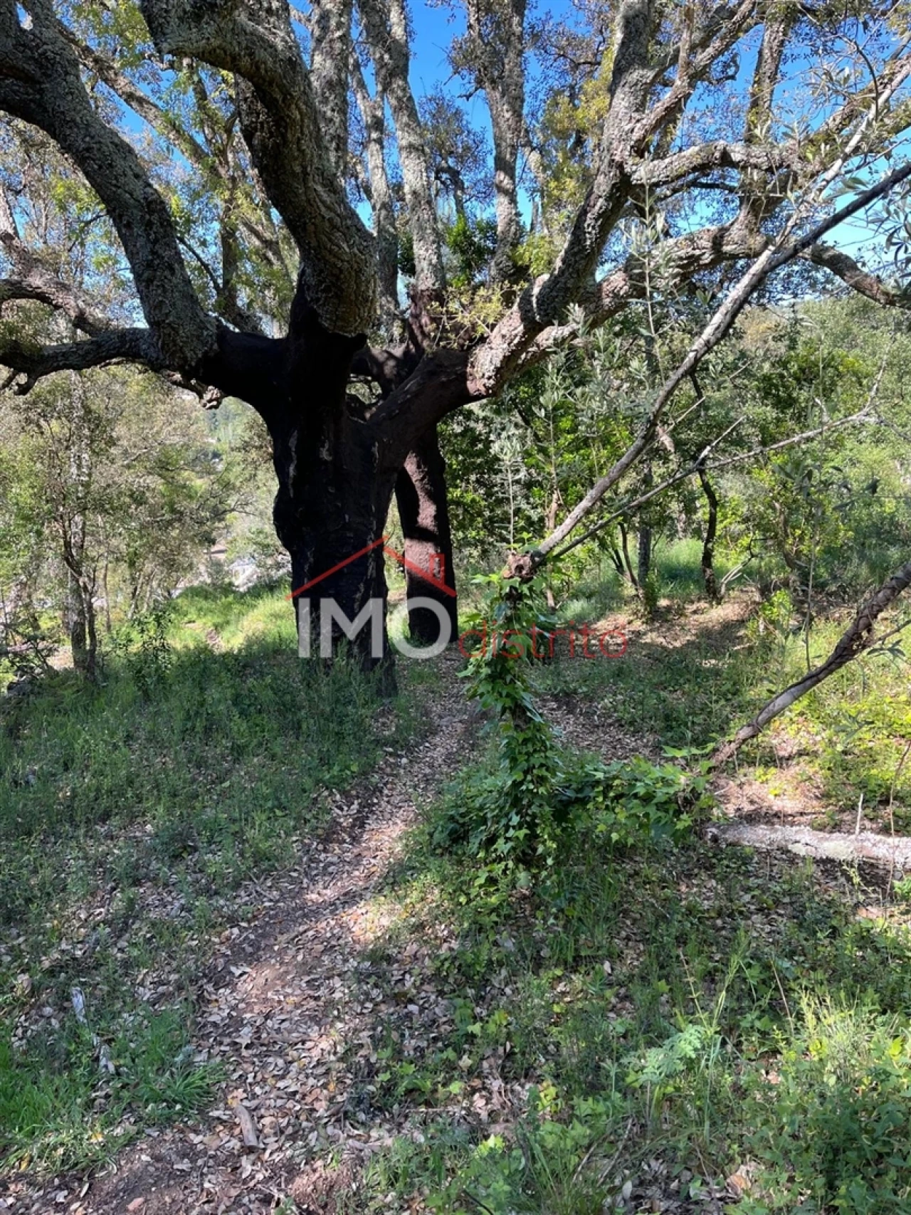 Quinta T3 para Venda em Reguengo e São Julião Foto 6