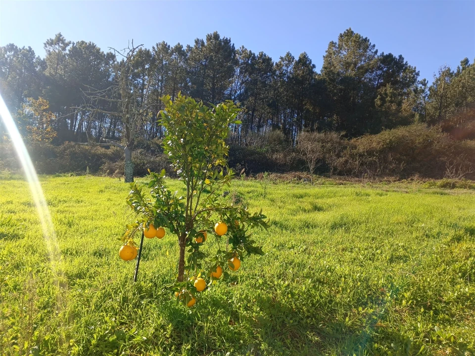 Quinta T3 para Venda em Sé e São Lourenço Foto 14