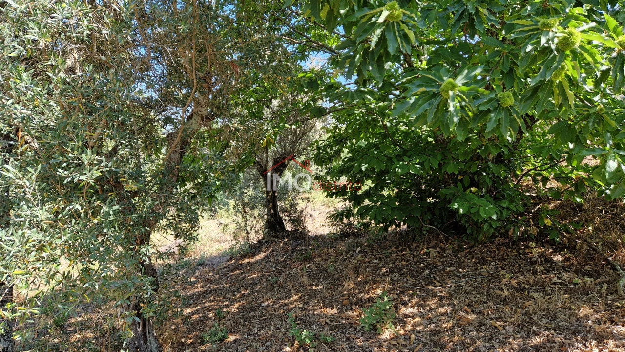 Terreno para Venda em Santa Maria da Devesa Foto 5