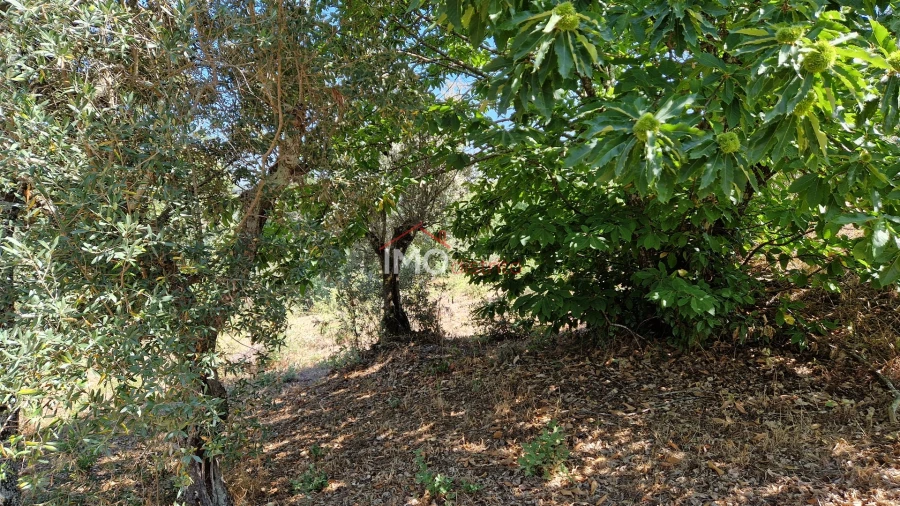 Terreno para Venda em Santa Maria da Devesa Foto 5