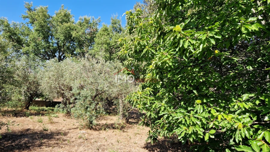 Terreno para Venda em Santa Maria da Devesa Foto 4