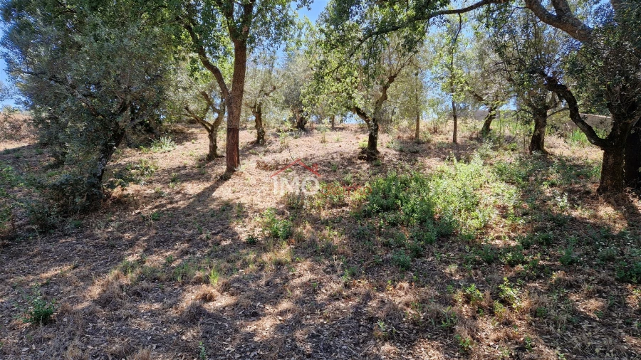 Terreno para Venda em Santa Maria da Devesa Foto 8