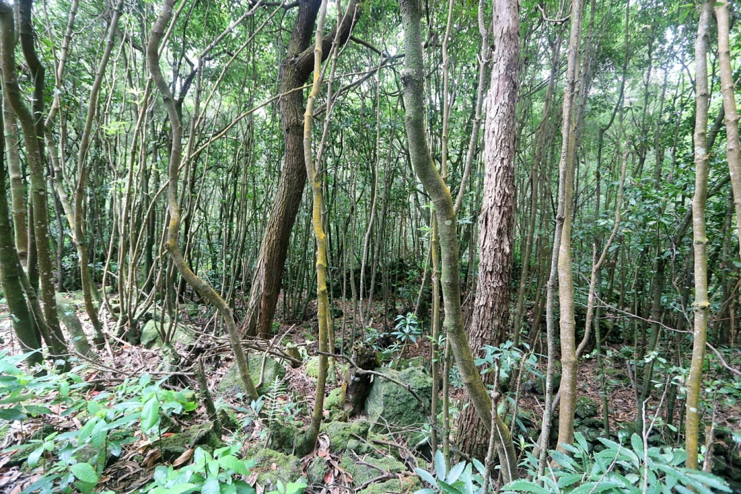 Terreno Agricola ou Rústico para Venda em Lagoa (Nossa Senhora do Rosario) Foto 4