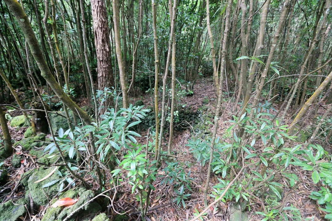 Terreno Agricola ou Rústico para Venda em Lagoa (Nossa Senhora do Rosario) Foto 5